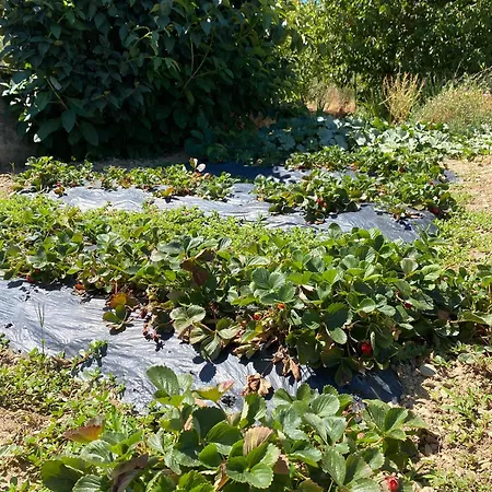 Quinta Do Azibo Country house *