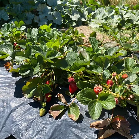 Landhaus Quinta Do Azibo *