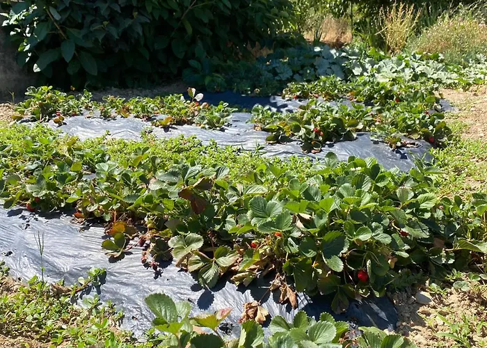 Quinta Do Azibo Landhuis *