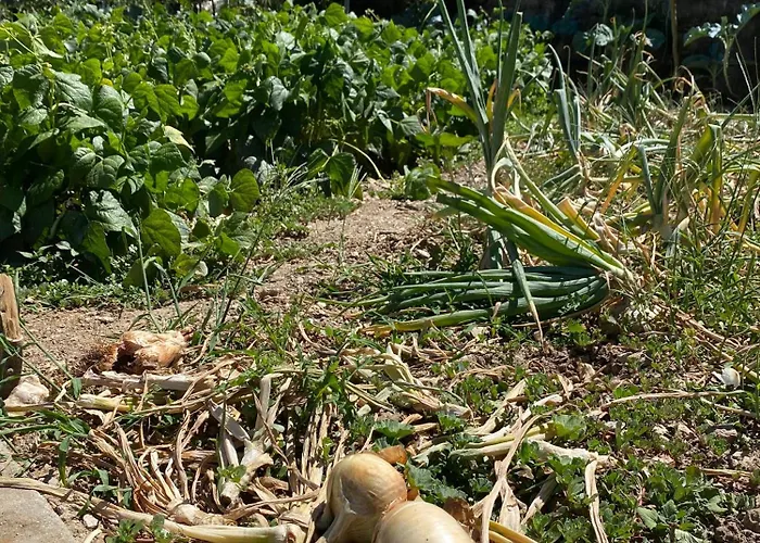 Landhuis Quinta Do Azibo *